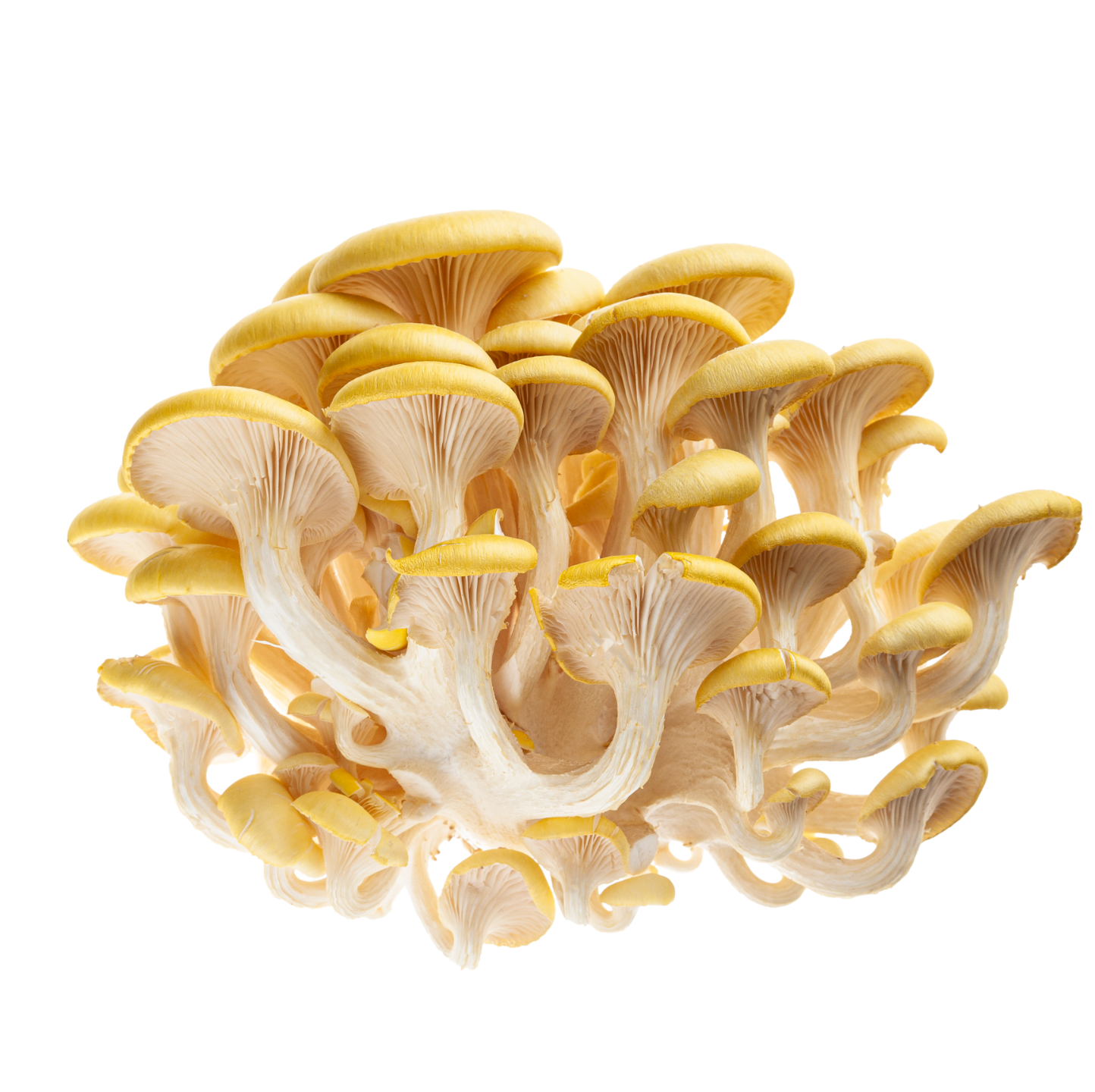 Funghi Cornucopiae